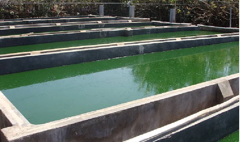 spirulina algae cultivation