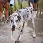 Animal behavior expert witness
